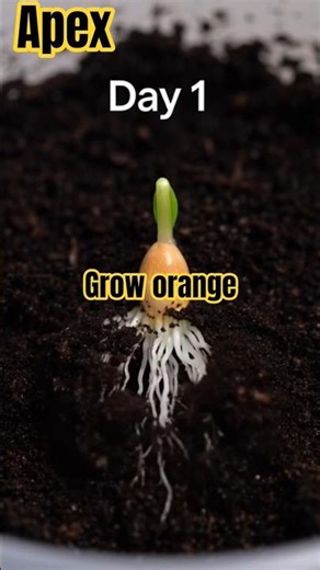 How to Grow a Lemon Tree from Seed | Step-by-Step Guide