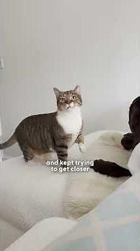 Cat Who Hates Animals Falls For One Special Labrador | The Dodo