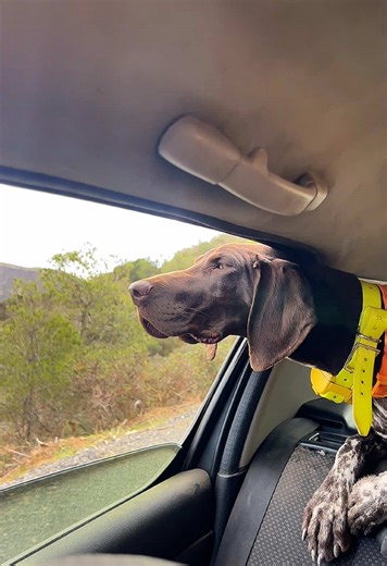 #dog #chien #huntingdog #fyp #صيد