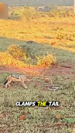 Jackal vs Python: Curiosity Meets a Coiled Nightmare#Jackal vs Python #Python Strikes Back #Jackal