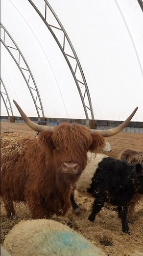 Elgin County 156 Acres Home & Buildings Hobby Farms For Sale In Ontario #landforsale #ontario