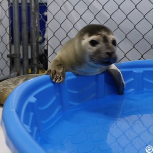 2.4K views · 261 reactions | Patient #63, rescued by the response team at SSC Marine Mammal Rescue, got a pool upgrade  From no water access at admit, to getting strong enough for a small tub of water, to now a mini pool, this little harbor seal weanling is loving the perks that come with getting stronger and feeling better  | Marine Mammals of Maine | Facebook
