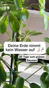 Erde nimmt kein Wasser auf - 30Tage zum grünen Daumen | Tag 9
