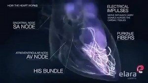 CardioVisual: Powered by MedicalVisual on Instagram: "Where does the electrical impulse start? ⚡️The impulse starts at the sinoatrial node (SA node) the hearts natural pacemaker ⚡️The impulse travels through the internodal pathways to the atrioventricular node (AV node) ⚡️From the AV node the impulse then travels down the bundle of His to both left and right bundle branches. ⚡️ Finally this impulse travels from the left and right bundle branches to the purkinje fibers. Remember to follow @cardio