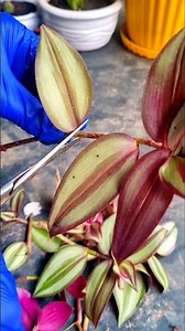 Jebrina Plant Cutting: Step by Step Rooting Guide🌿 #garden #plants #shortsviral #shorts #song