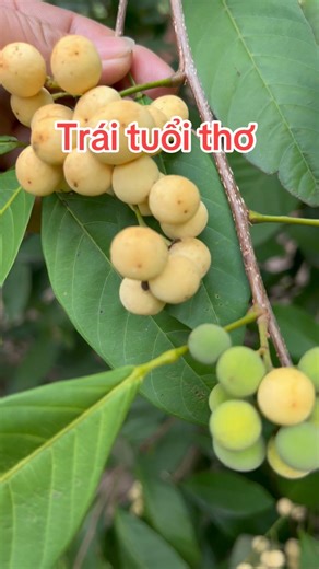 Trái tuổi thơ.quê bạn gọi là trái gì #tráicây #tuoithơ