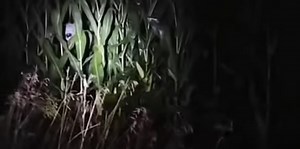 'Alien in New York' video sparks fresh speculation about UFOs in the United States