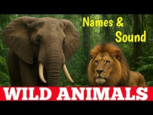 Wild Animals for Kids | Animal Sounds Learning Video | Tiger Lion Elephant |CleverToon