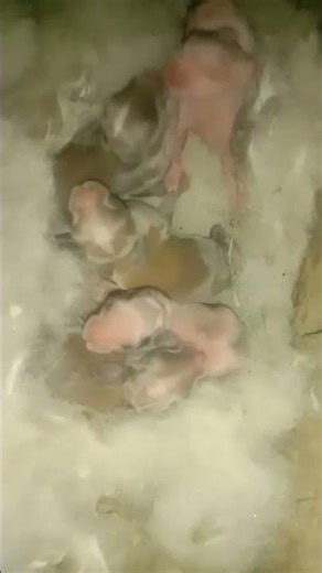 Baby rabbit Day 6 #rabbit #mycuterabbit #cute #like #mybunny #pets