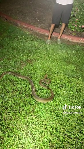 Sauver un Gros Python Olive en Australie