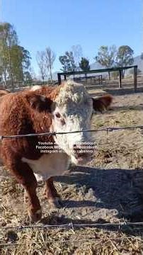 cómo ven a éste hermoso gigante 😍💖 le gusta llamar y ser la atención en todo momento 😃