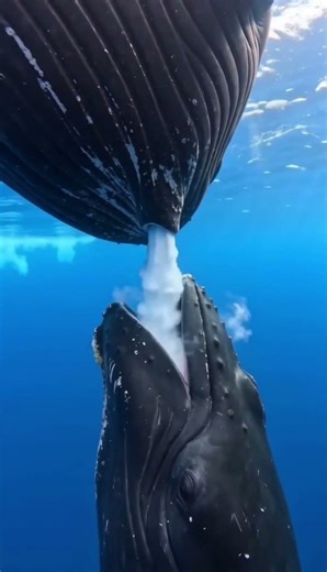 🐋 RARE FOOTAGE: Have you ever wondered how a baby whale drinks milk underwater? 🍼🌊