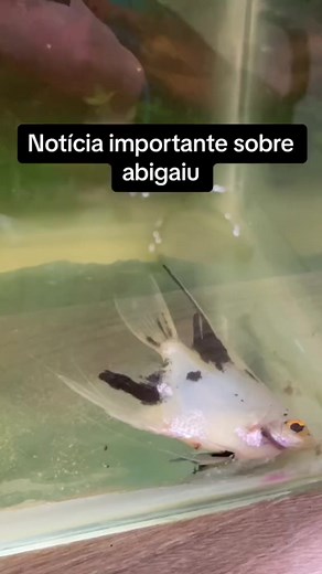 4.9M views · 10K reactions | Notícia importante sobre Abigaiu! | Aquarismo Amador | Facebook