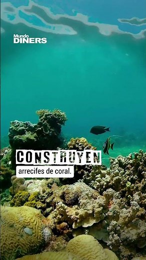 ¿Qué son los corales marinos? Plantas, rocas o animales?