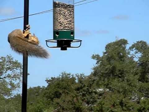 SloMo Squirrel Flung! Awesome!