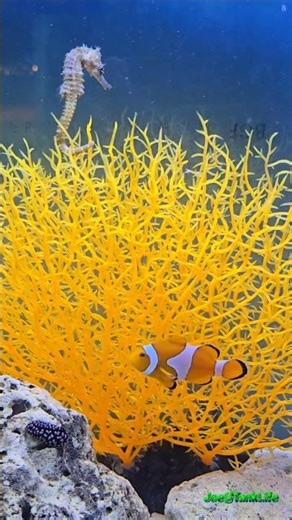 🐠 Clownfish & Seahorse Dancing Around Coral | Pet Fest Bangkok 2025 🐠🌈