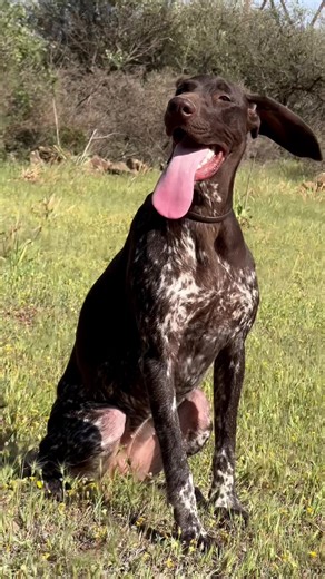 Les Meilleurs Chiens de Chasse : Guide Complet