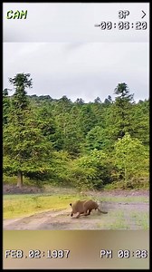 The warthog bragged and buried itself in trouble. #wildanimals #animals #foryou | Vildanimal59