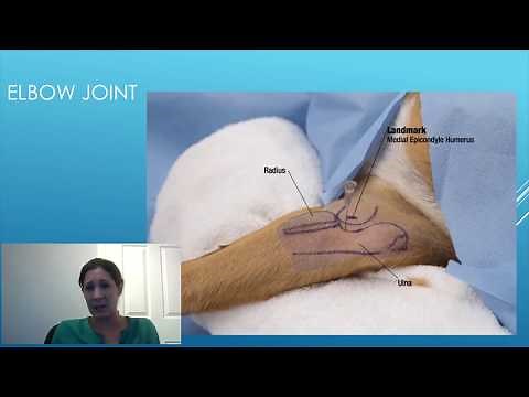 Canine Intraarticular Injection Technique - A Detailed Guide for Veterinary Surgeons