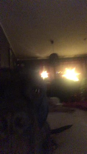 I don’t know what’s going on 😂🐾#dogs #canecorso #boxer #dogloverforever #foryou