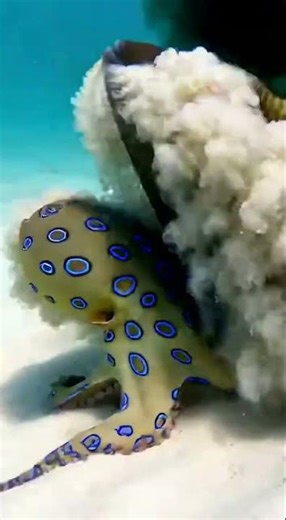 Giant moray eel and reef shark collide over fleeing cuttlefish