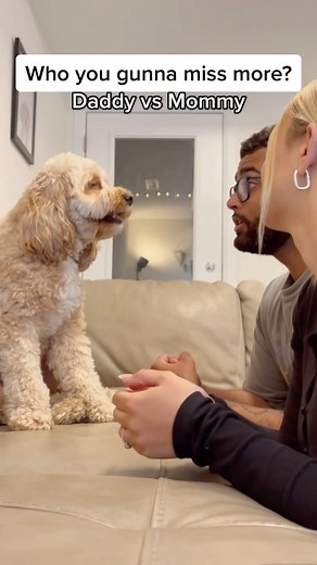 Luna The Mini Cockapoo on Instagram: "The look before she decides… 😳😂 #dadvsmom #puppylove"