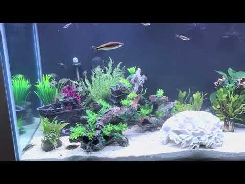 210 gallon cichlid community tank. Jack Dempsey,convicts, fire mouths, giant danios