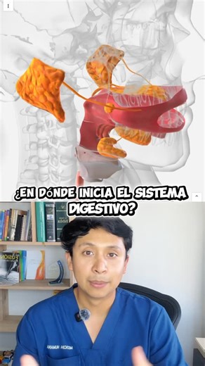 Diagnosticando Vida | Anatomía Humana on Instagram: "El sistema digestivo es un conjunto de órganos que trabajan de forma coordinada para transformar los alimentos en nutrientes que el cuerpo puede utilizar. A través de procesos mecánicos y químicos, permite la digestión, absorción y aprovechamiento de los nutrientes esenciales para la energía, el crecimiento y la reparación del organismo. Comprender la anatomía del sistema digestivo ayuda a entender cómo funciona el cuerpo por dentro. Anatomía 