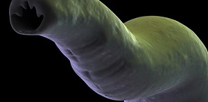 Bugs as treatment: coming to a clinic near you…