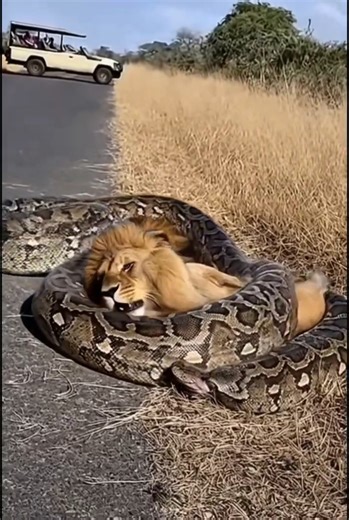 Will the lion be swallowed by the python, or manage to escape? 🦁🐍파이썬이 사자를 삼켜버릴까, 아니면 탈출할 수 있을까?