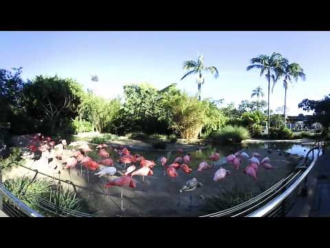 Flamingos in 360 Degrees