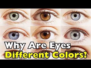 Why Do People Have Different Colored Eyes? [ID0905]