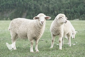 How Smart Are Sheep: Insights Into Sheep Intelligence