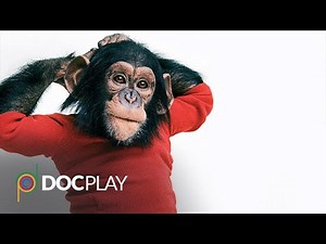 Project Nim | Official Trailer | DocPlay