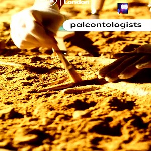 Unearthing an ancient sea dragon! - Twig Science Reporter | Ancient Things