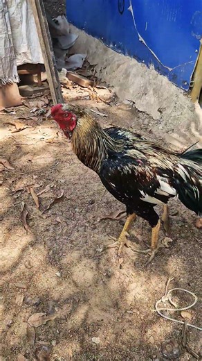 black java murga in India 🇮🇳 Like and subscribe