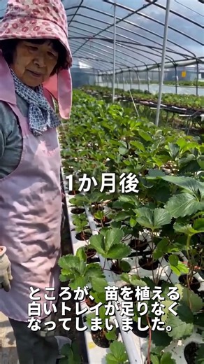 【完成版の土いれ①～④を合体！】7月いちご農家 #愛媛県 #生成ai #いちご農家