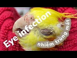 What Is The Most Common Eye Infection In Cockatiel.