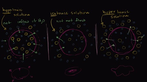 Hypotonic, isotonic, and hypertonic solutions (tonicity)
