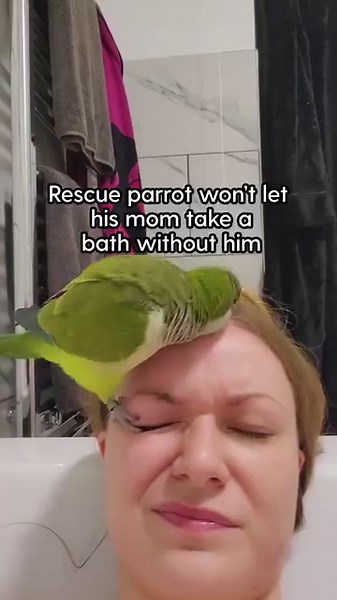 349K views · 6.2K reactions | It's his favorite time  Yoshi refuses to let his mom get into the bath without him! Watch him purr like a cat when he’s all clean and dry 列 Keep up with Yoshi on TikTok: thedo.do/fartbirb. | The Dodo | Facebook