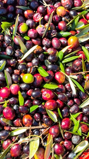 The simple and authentic joys of the autumn season. #sungardensdubrovnik #leadinghotelsoftheworld #lhwtraveler #dubrovnik #olivepicking #luxuryresorts #autumn | Sun Gardens Dubrovnik