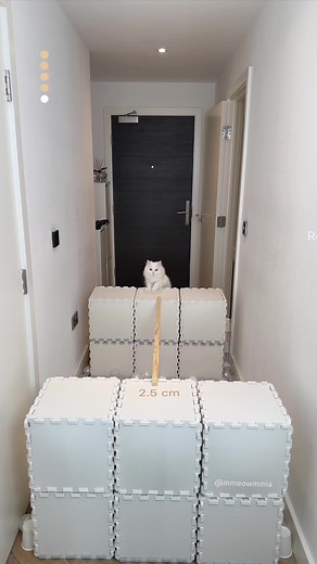 This misstep😱 #cat #cats #catchallenge