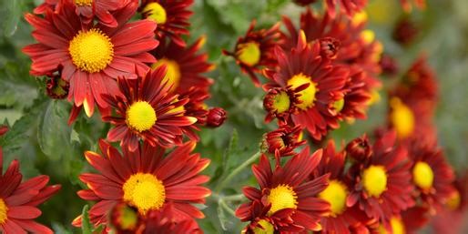 What Red Flowers Are These?