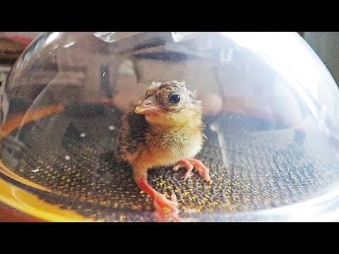 The Loneliest Pheasant | Brinsea Maxi Advance