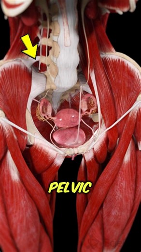 Can Pelvic Strength Be Restored Without Surgery? Here’s How #viral