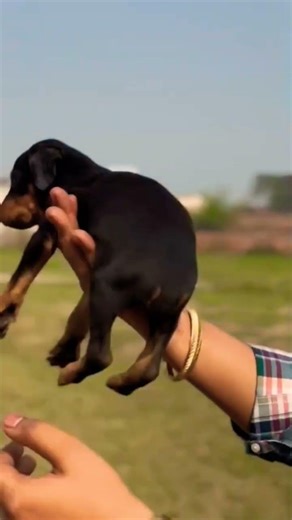 contact 8810623046 Doberman puppy strong guard dog available vaccinated trained Doberman puppy India