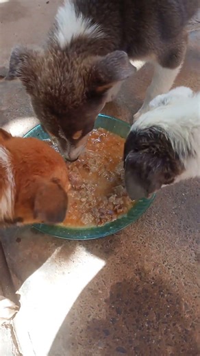 small mix 😁 meat 😋 but she was already full this is better for dogs 😁