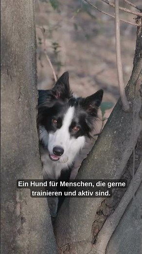 Border Collie – Der klügste Hund der Welt 🧠🐶