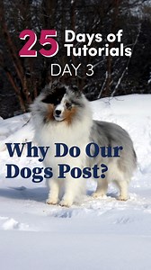 31K views · 288 reactions | Why do our dogs post, or what does...