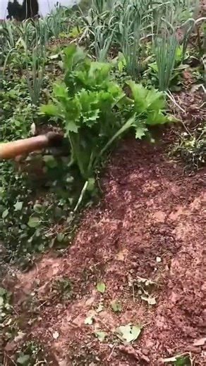 Easy weeding techniques for a thriving garden#gardening #gardentips #weeding #handtools